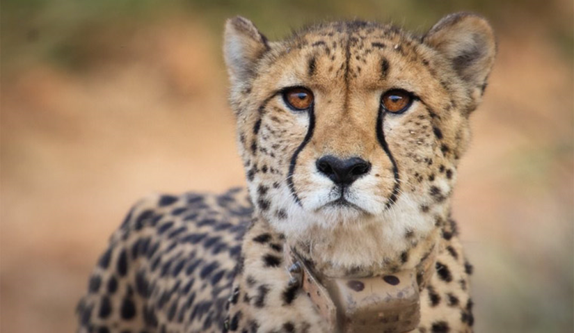 Project Cheetah